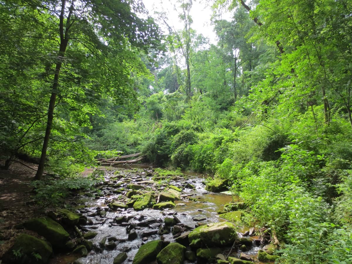 Scenic view of a stream in Tyler State Park in Bucks County, PA, a site of Barefoot Hikers of PA hikes